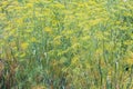 Fennel Foeniculum vulgare, yellow flowers in natural habitat